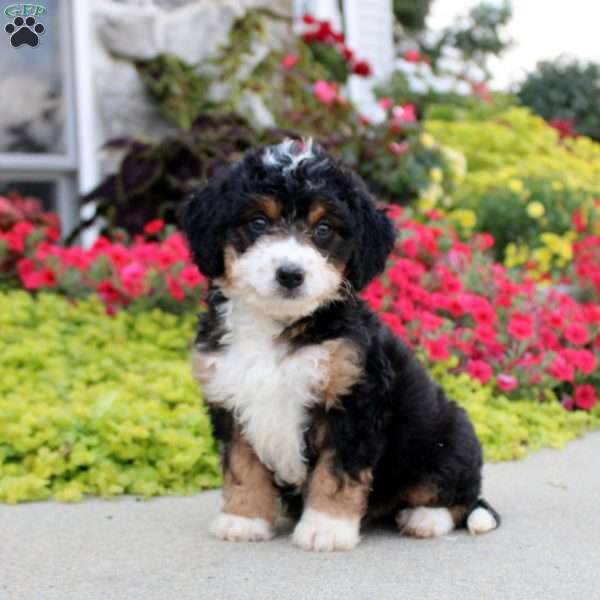 Archie, Mini Bernedoodle Puppy