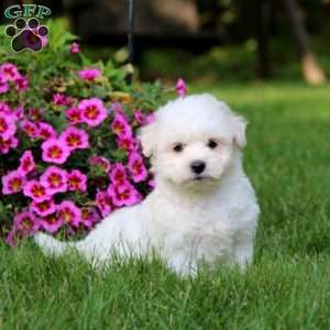 Archie, Coton de Tulear Puppy