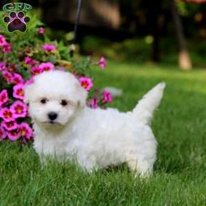 Archie, Coton de Tulear Puppy