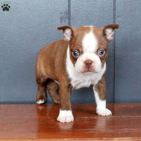 Arthur, Boston Terrier Puppy