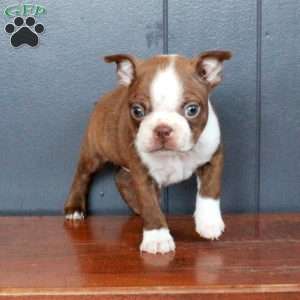 Arthur, Boston Terrier Puppy