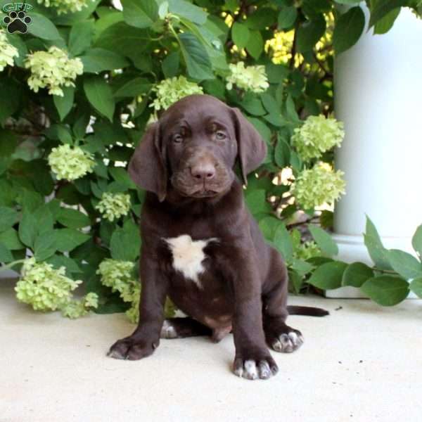 Ash, German Shorthaired Pointer Mix Puppy