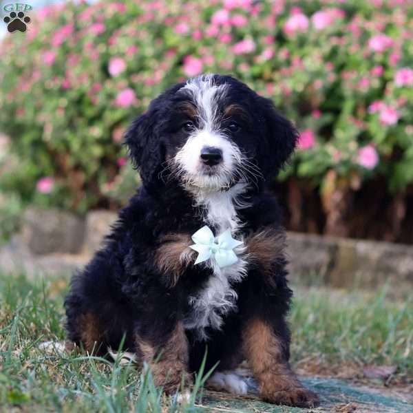 Asher, Mini Bernedoodle Puppy