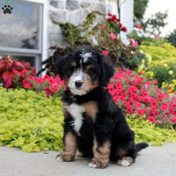 Asher, Mini Bernedoodle Puppy