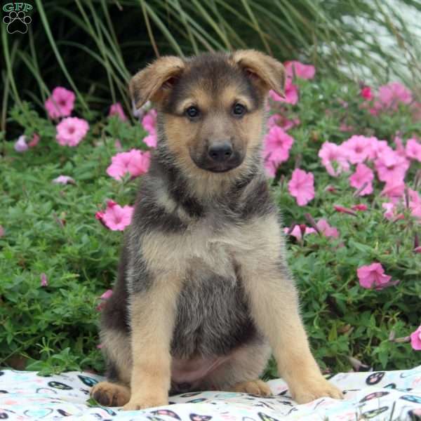 Ashley, German Shepherd Puppy