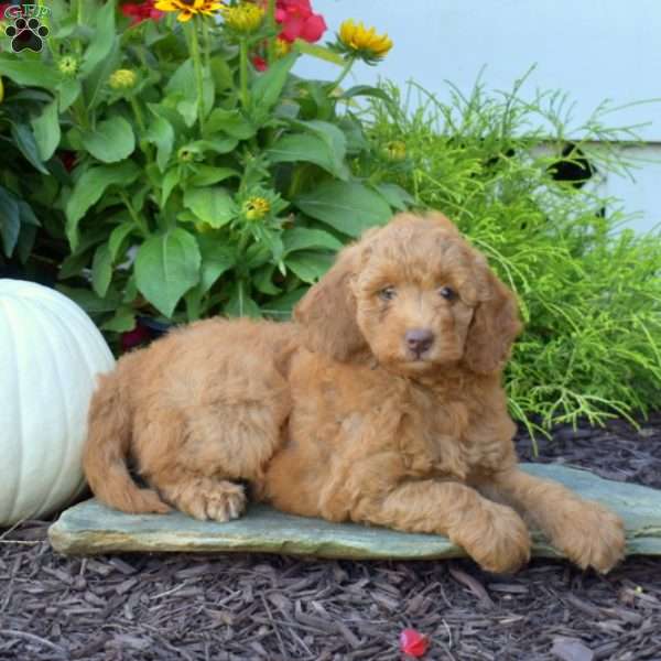 Ashton, Mini Goldendoodle Puppy