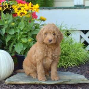 Ashton, Mini Goldendoodle Puppy