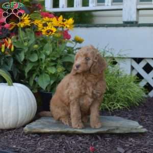 Ashton, Mini Goldendoodle Puppy