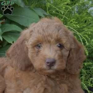 Ashton, Mini Goldendoodle Puppy