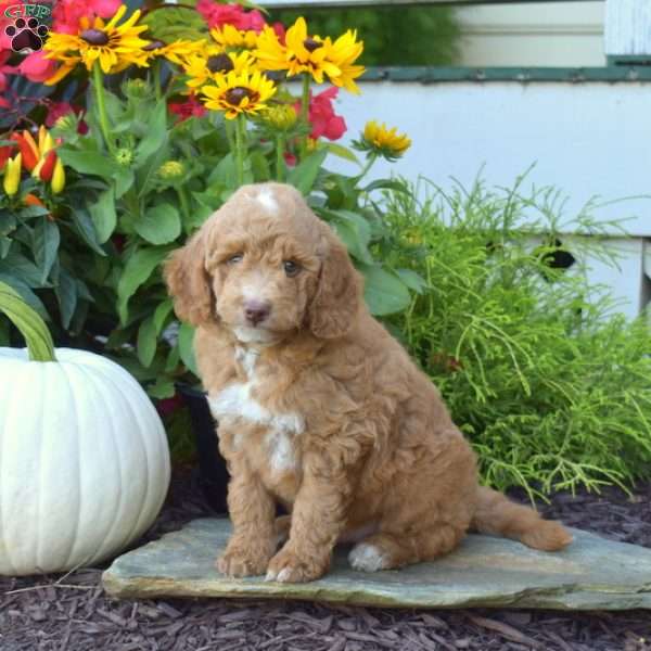 Aspen, Mini Goldendoodle Puppy