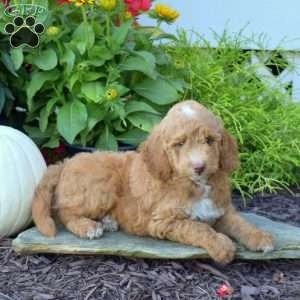 Aspen, Mini Goldendoodle Puppy