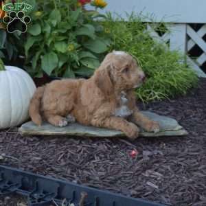 Aspen, Mini Goldendoodle Puppy