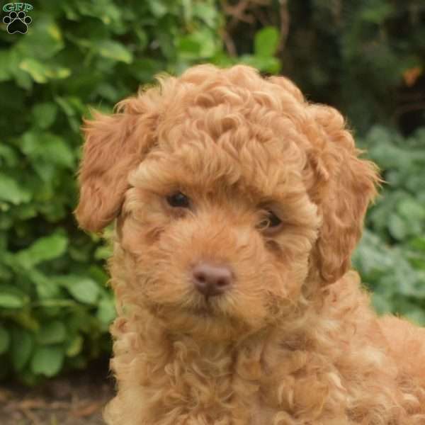 Aspen, Maltipoo Puppy