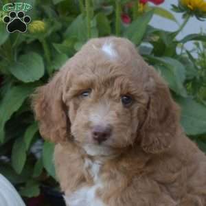 Aspen, Mini Goldendoodle Puppy