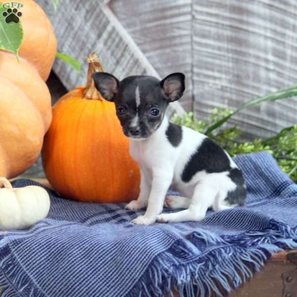 Aster, Chihuahua Puppy