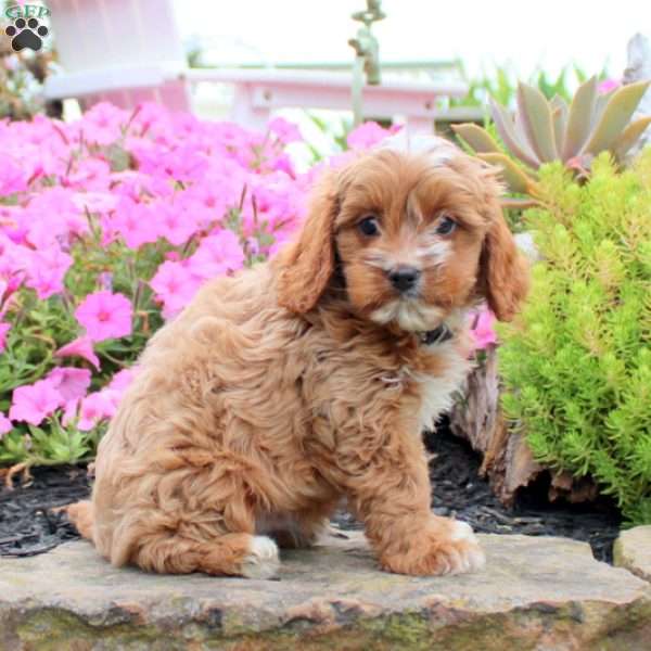 Atlas, Cavapoo Puppy