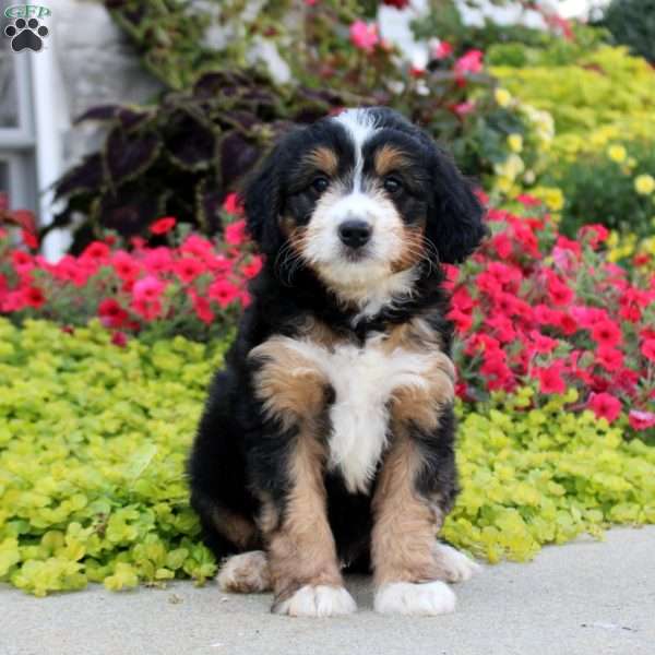 Atticus, Mini Bernedoodle Puppy