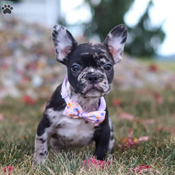 Aubrey, French Bulldog Puppy