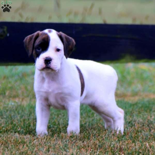 Audrey, Boxer Puppy