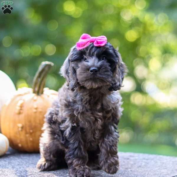 Aura, Cockapoo Puppy