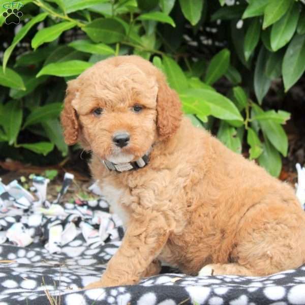 Aurora, Golden Cavadoodle Puppy