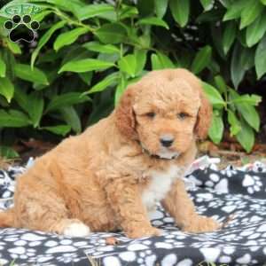 Aurora, Golden Cavadoodle Puppy