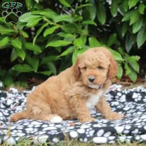 Aurora, Golden Cavadoodle Puppy