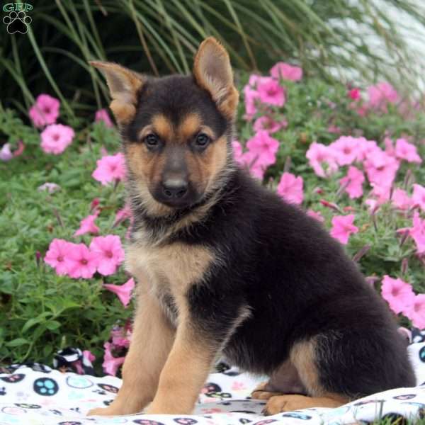 Austin, German Shepherd Puppy