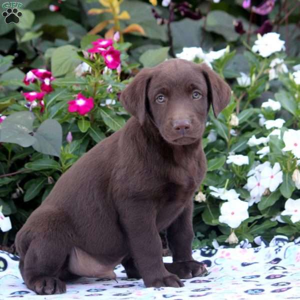 Austin, Chocolate Labrador Retriever Puppy