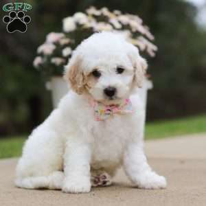 Autumn, Mini Bernedoodle Puppy