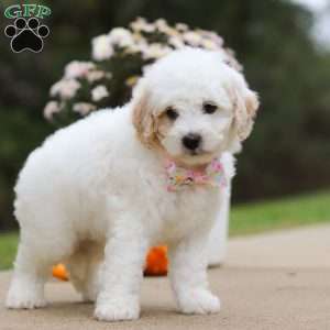 Autumn, Mini Bernedoodle Puppy