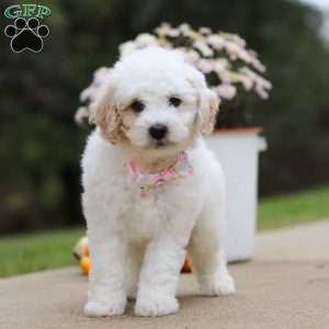 Autumn, Mini Bernedoodle Puppy