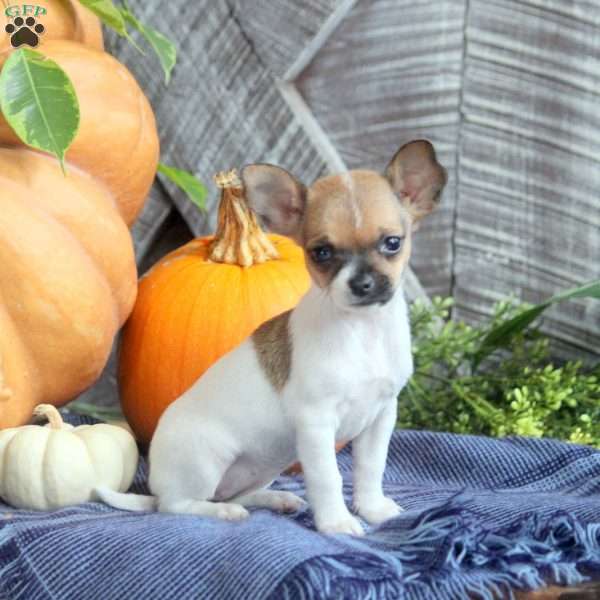 Autumn, Chihuahua Puppy