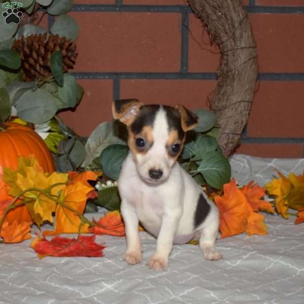 Autumn, Jack Russell Terrier Puppy