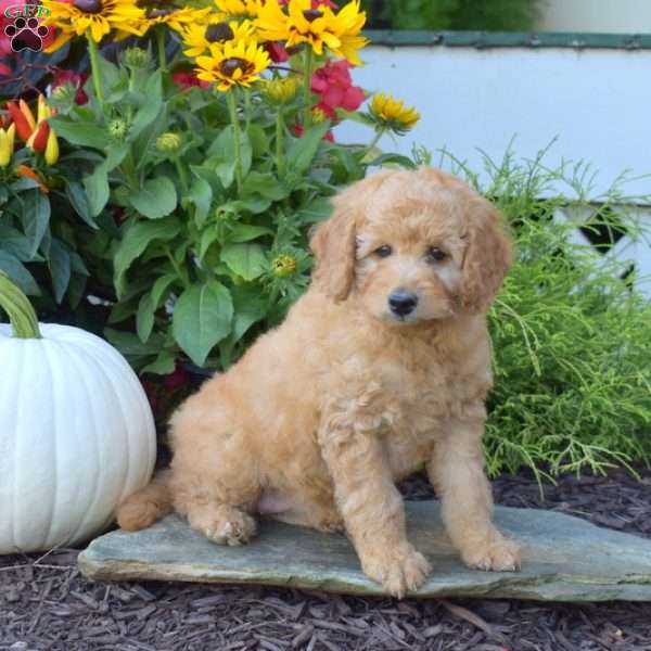 Autumn, Mini Goldendoodle Puppy