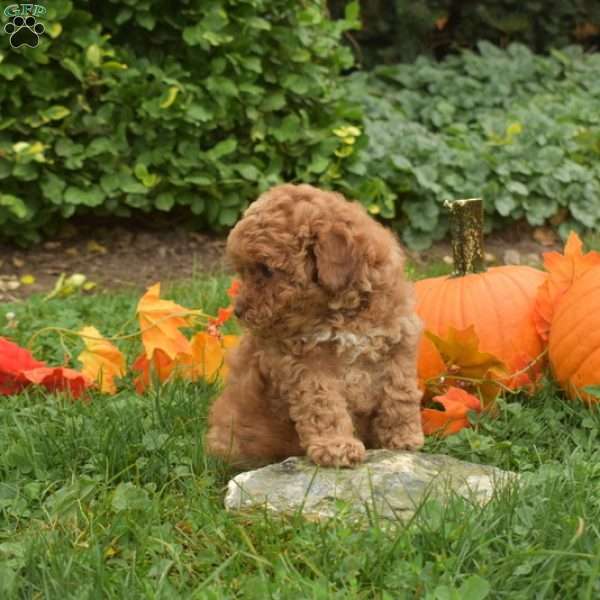 Autumn, Maltipoo Puppy