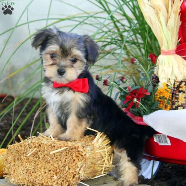 Autumn Kiss, Morkie / Yorktese Puppy