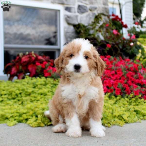 Autumn, Mini Bernedoodle Puppy