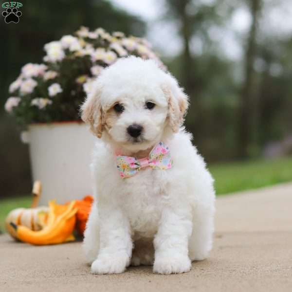 Autumn, Mini Bernedoodle Puppy