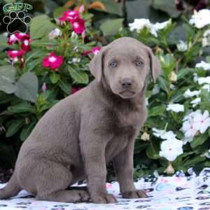 Gray clearance labrador for