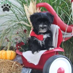 Ava Grace, Morkie / Yorktese Puppy