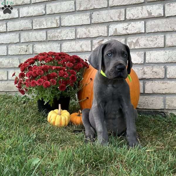 Tommy, Great Dane Puppy