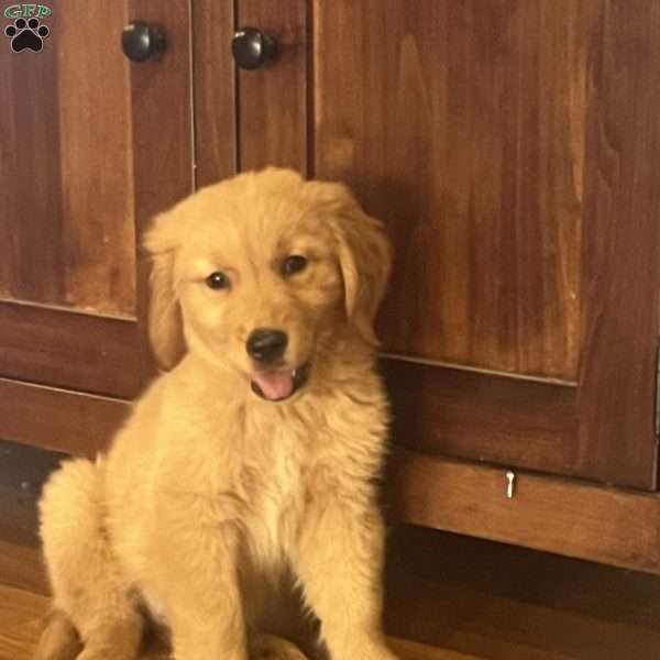 Remi, Golden Retriever Puppy