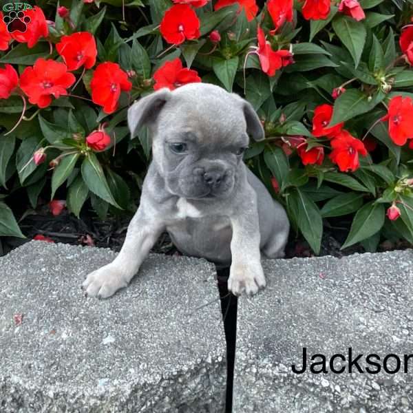 Jackson, French Bulldog Puppy