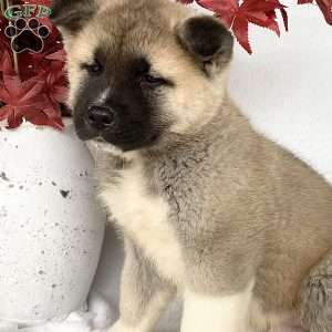 Caver, Akita Puppy