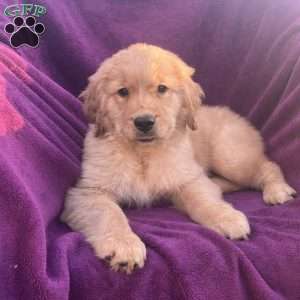 Ralph, Golden Retriever Puppy