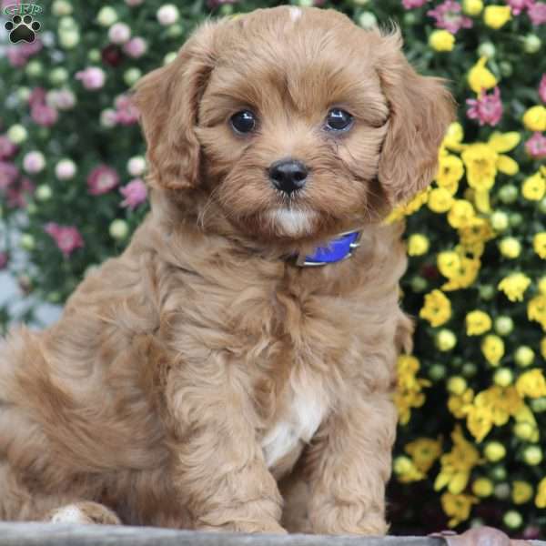 Ace, Cavapoo Puppy