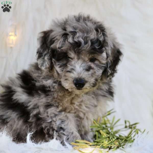 Randy, Mini Goldendoodle Puppy