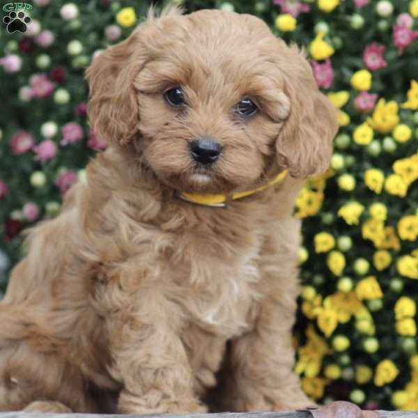 Abigail, Cavapoo Puppy