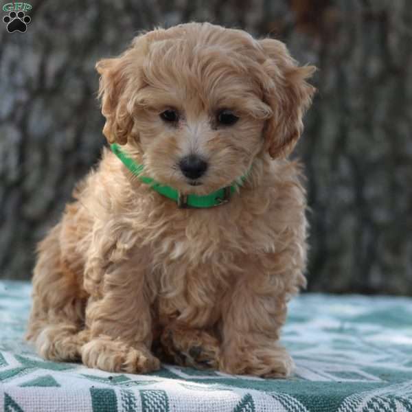 Wilma, Maltipoo Puppy